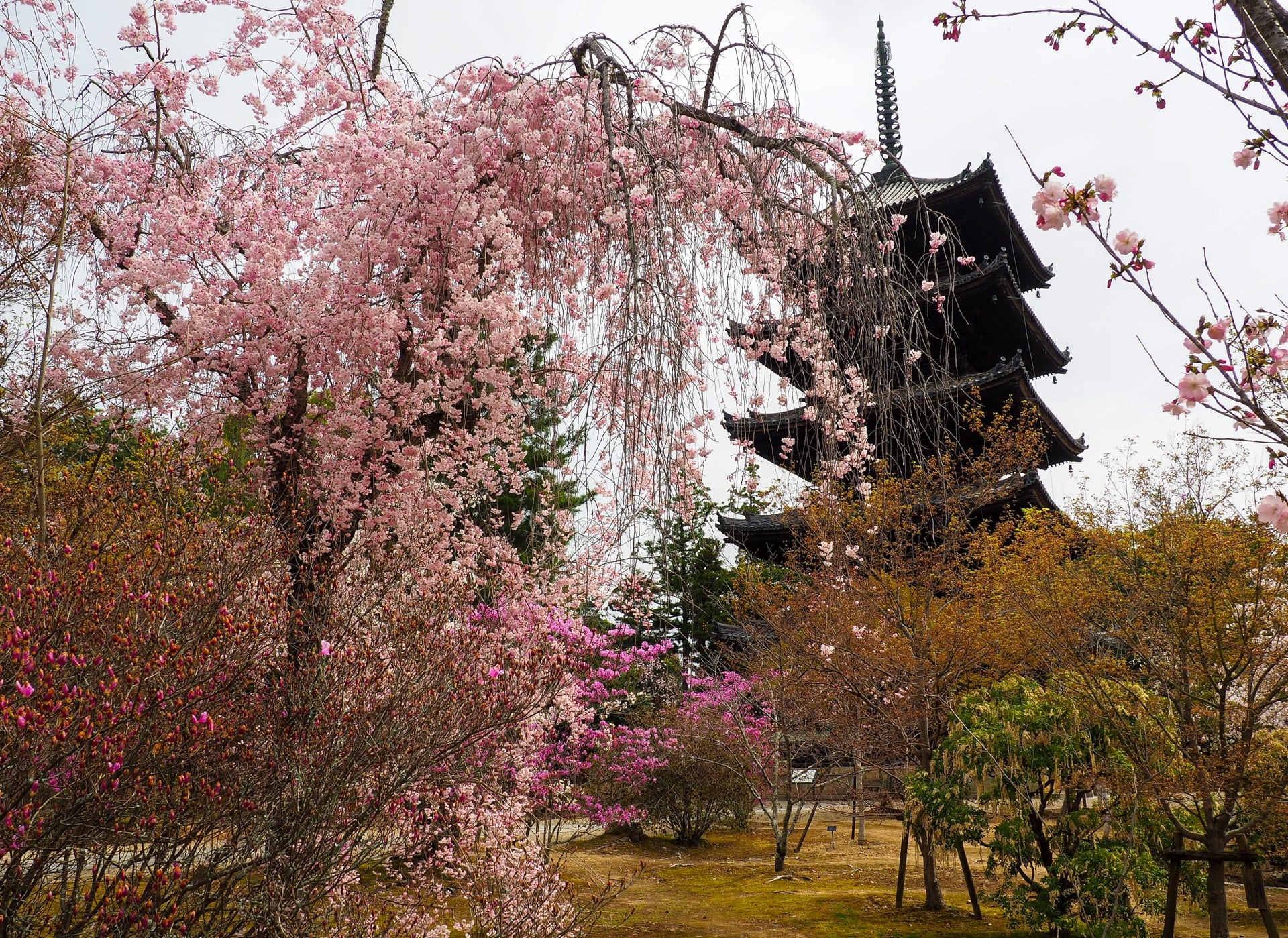 Kyoto Cherry Blossom Dates Sakura Spots 2027 Kyoto Cherry Blossom Dates Sakura Spots 2027